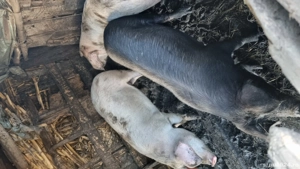 Soldani de vânzare  - imagine 3