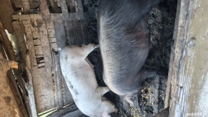 Soldani de vânzare  - imagine 4