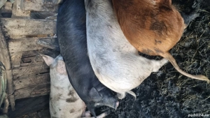 Soldani de vânzare  - imagine 2