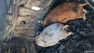 Soldani de vânzare  - imagine 5