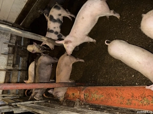 Purcei de vinzare din August  - imagine 4