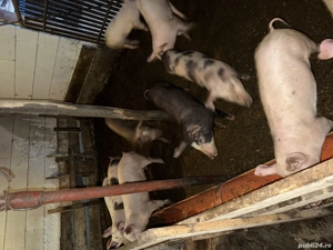 Purcei de vinzare din August  - imagine 2