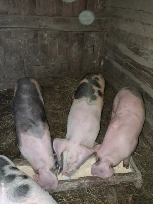 Purcei de vanzare - imagine 2