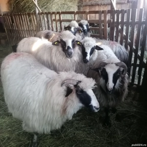 Oi breze - imagine 2