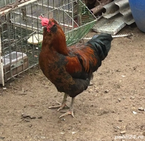 Cocosi tineri - imagine 3