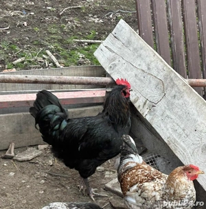 Cocosi tineri - imagine 2