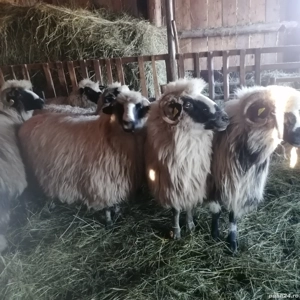 Oi breze - imagine 3