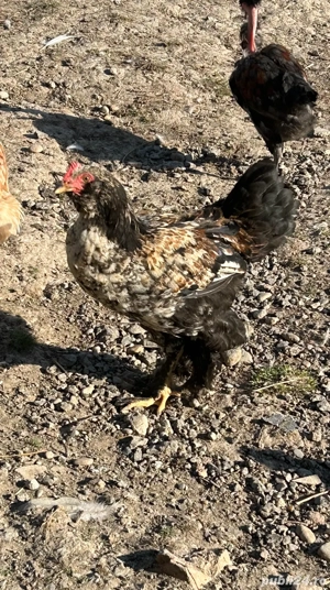 Cocosi tineri - imagine 5