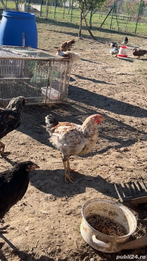 Cocosi tineri - imagine 4