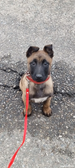 Donez catelusa ciobănesc belgian 