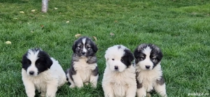 Vând pui ciobănesc 