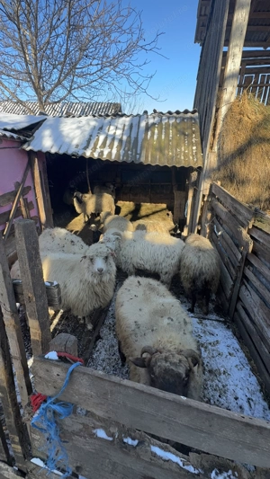 Vând 10 oi oacheșe cu 3 miei - imagine 2