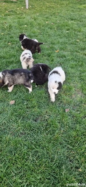 Vând pui ciobănesc  - imagine 2