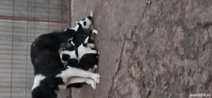 Vând pui ciobănesc  - imagine 3