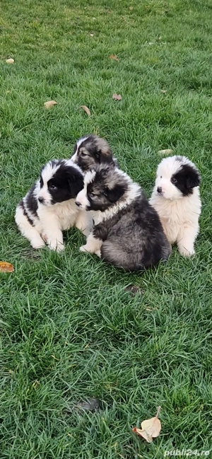 Vând pui ciobănesc  - imagine 4