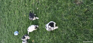 Vând pui ciobănesc  - imagine 5