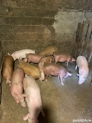 vand purcei - imagine 2