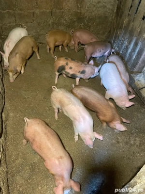 vand purcei - imagine 3