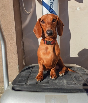 Catelusa Teckel - imagine 5