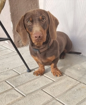 Catelusa Teckel - imagine 4