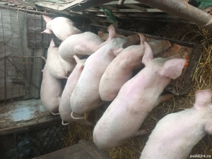 vand sau schimb cu animale .de preferat oi sau carlani mai multe det .pa tel  - imagine 2