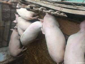 vand sau schimb cu animale .de preferat oi sau carlani mai multe det .pa tel  - imagine 3