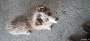 Mascul border collie red merle - imagine 2