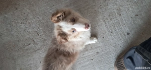 Mascul border collie red merle