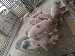 Soldani marele alb cu pietrean   - imagine 2