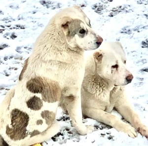 Ciobanesc de Asia Centrala 