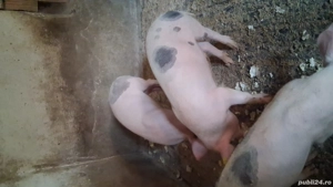 Marele alb cu pietrean 