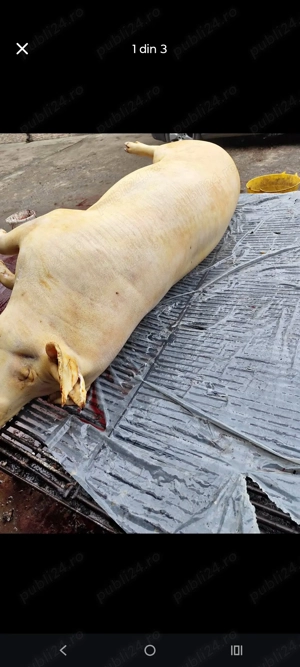Porc de vanzare sau carcasa o jumătate,un sfert - imagine 4