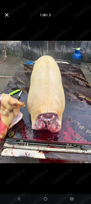 Porc de vanzare sau carcasa o jumătate,un sfert - imagine 5
