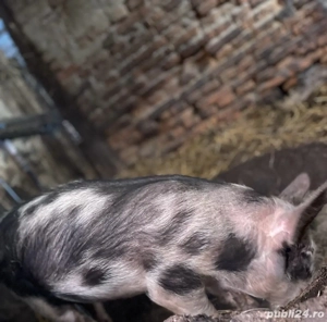 Vând purcică, rasa pietrar  - imagine 2