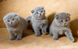 Scottish fold