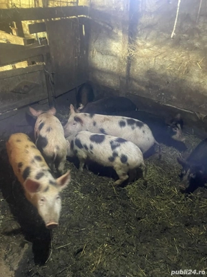 Vând purcei  - imagine 2