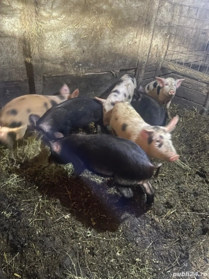 Vând purcei  - imagine 3