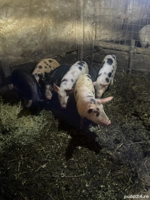 Vând purcei  - imagine 4