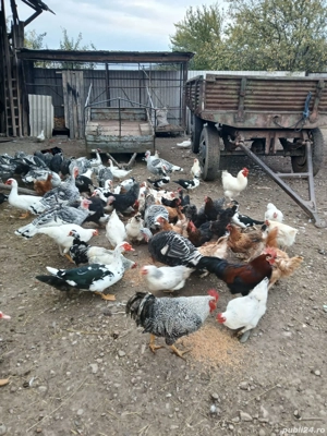 Vând Curcani și rațe  - imagine 4