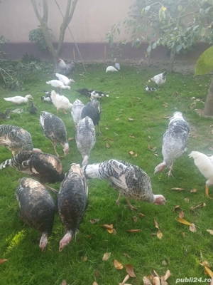 Vând Curcani și rațe  - imagine 2