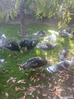 Vând Curcani și rațe 