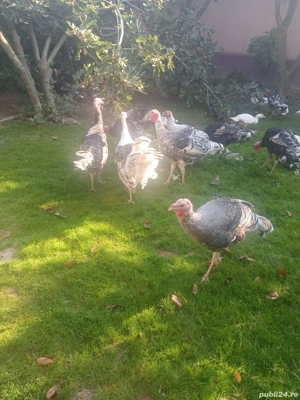 Vând Curcani și rațe  - imagine 5