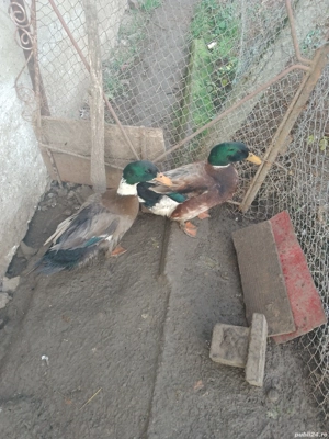 Vând Rățoi Românești 