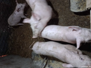 Purcei maeele alb de vanzare - imagine 3