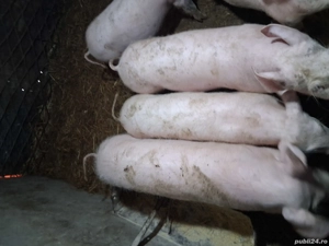 Purcei maeele alb de vanzare - imagine 2