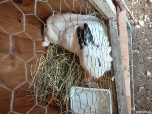 vând o pereche de curcani si o iepuroaica!! - imagine 2