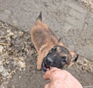 Vând Ciobănesc Belgian Malinois
