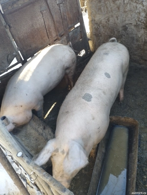 Porci de vanzare - imagine 2