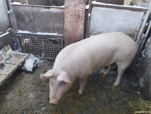 Porci de vanzare