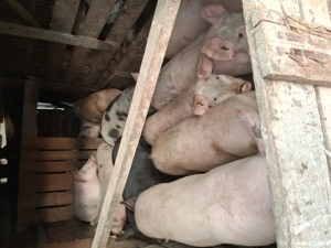 vand șoldani! - imagine 2